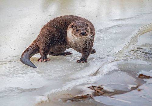 На жемчужном льду