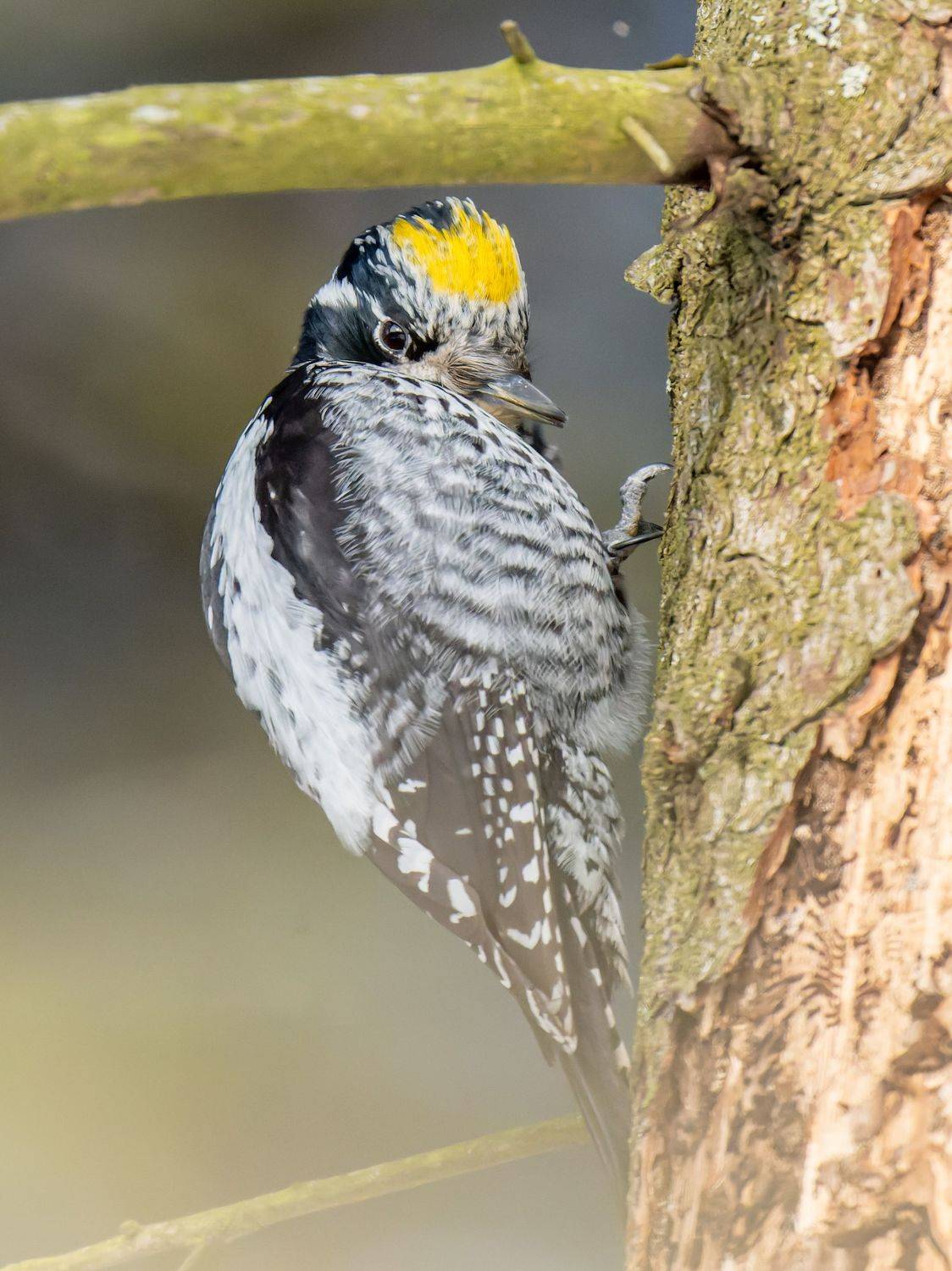 , Дэм Константин