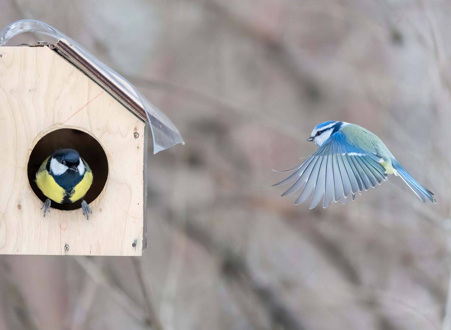 , Дэм Константин