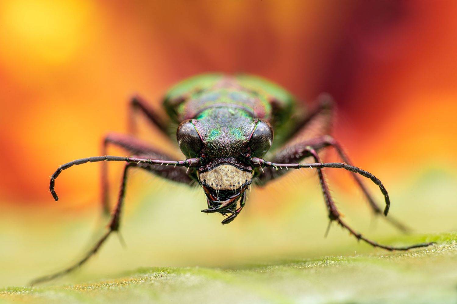 ceclii,macro, Ganev Tsvetan