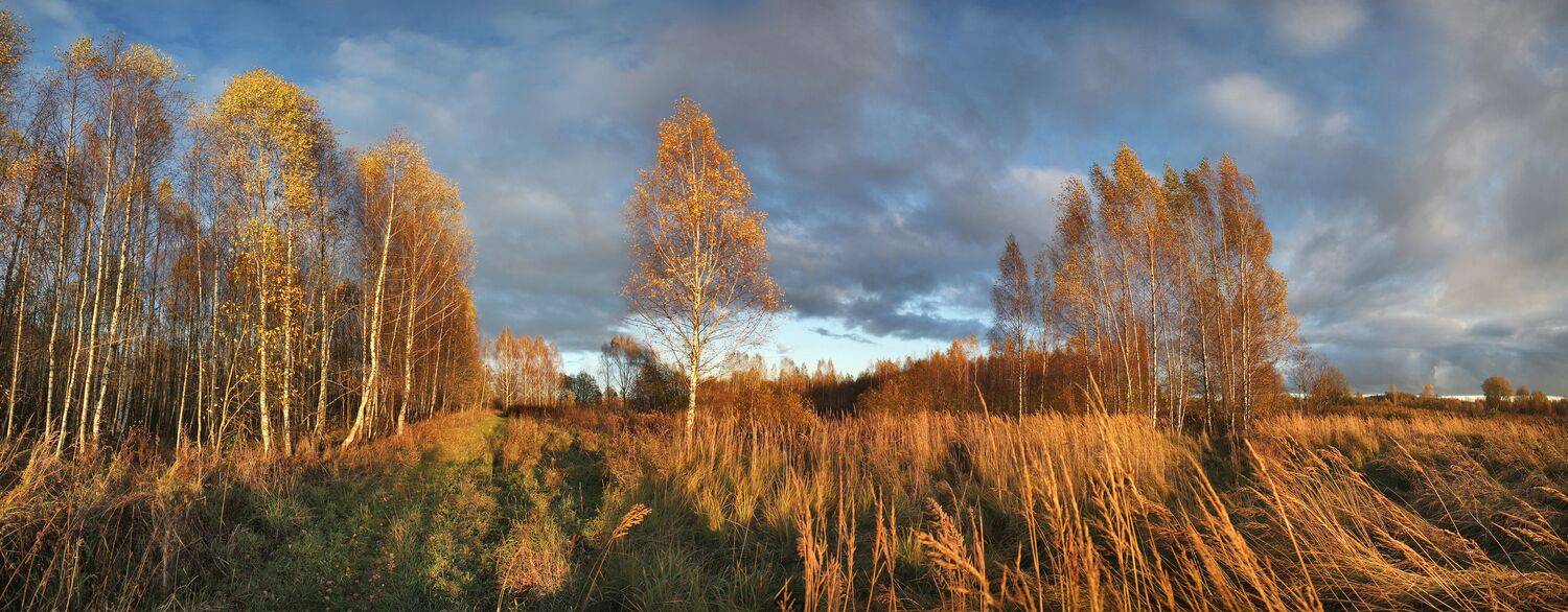 лес , осень , облака, Александр Свистков