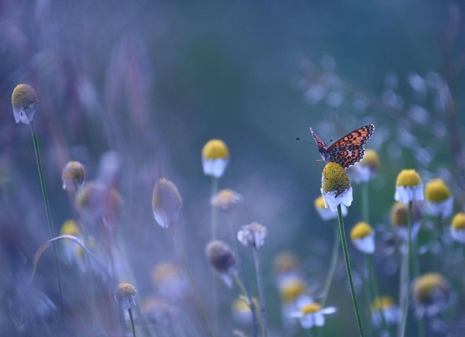 , Герчев Николай