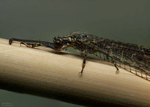 Муравьиный лев