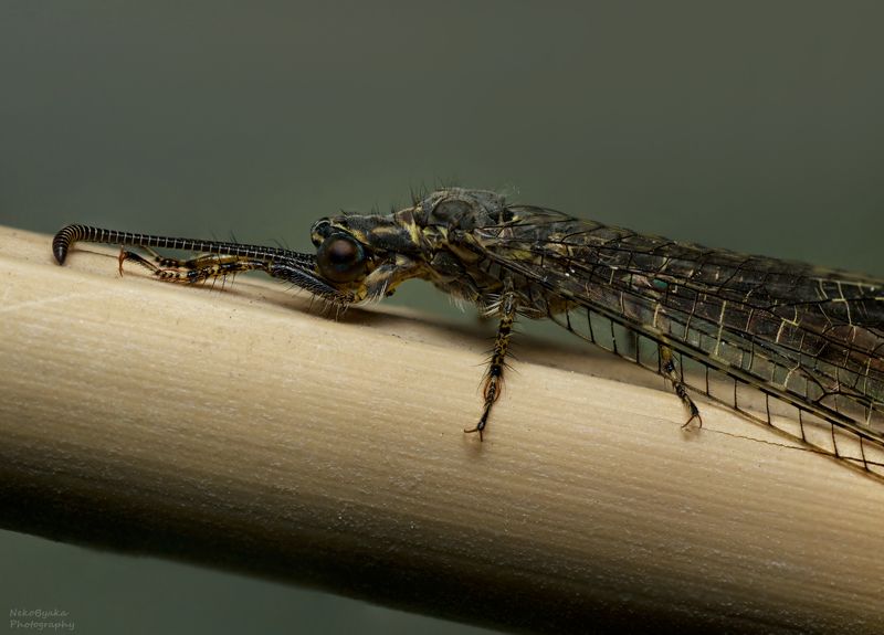 макро, природа, насекомые, муравьиный лев, лето, macro, nature, insects, antlion, summer, Муравьиный лев фото превью