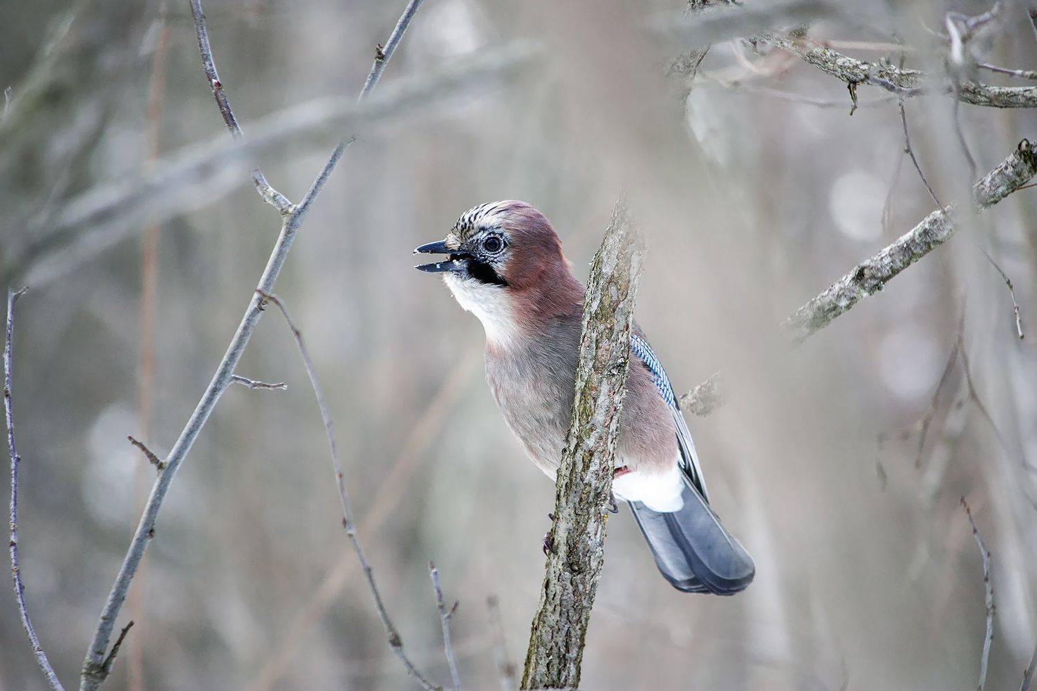 сойка, КарОл