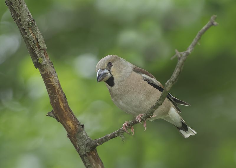 Дубонос фото превью