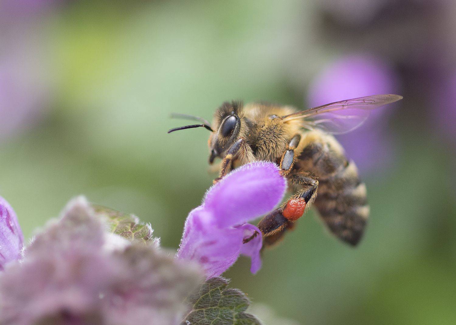 , Евгени Стефанов