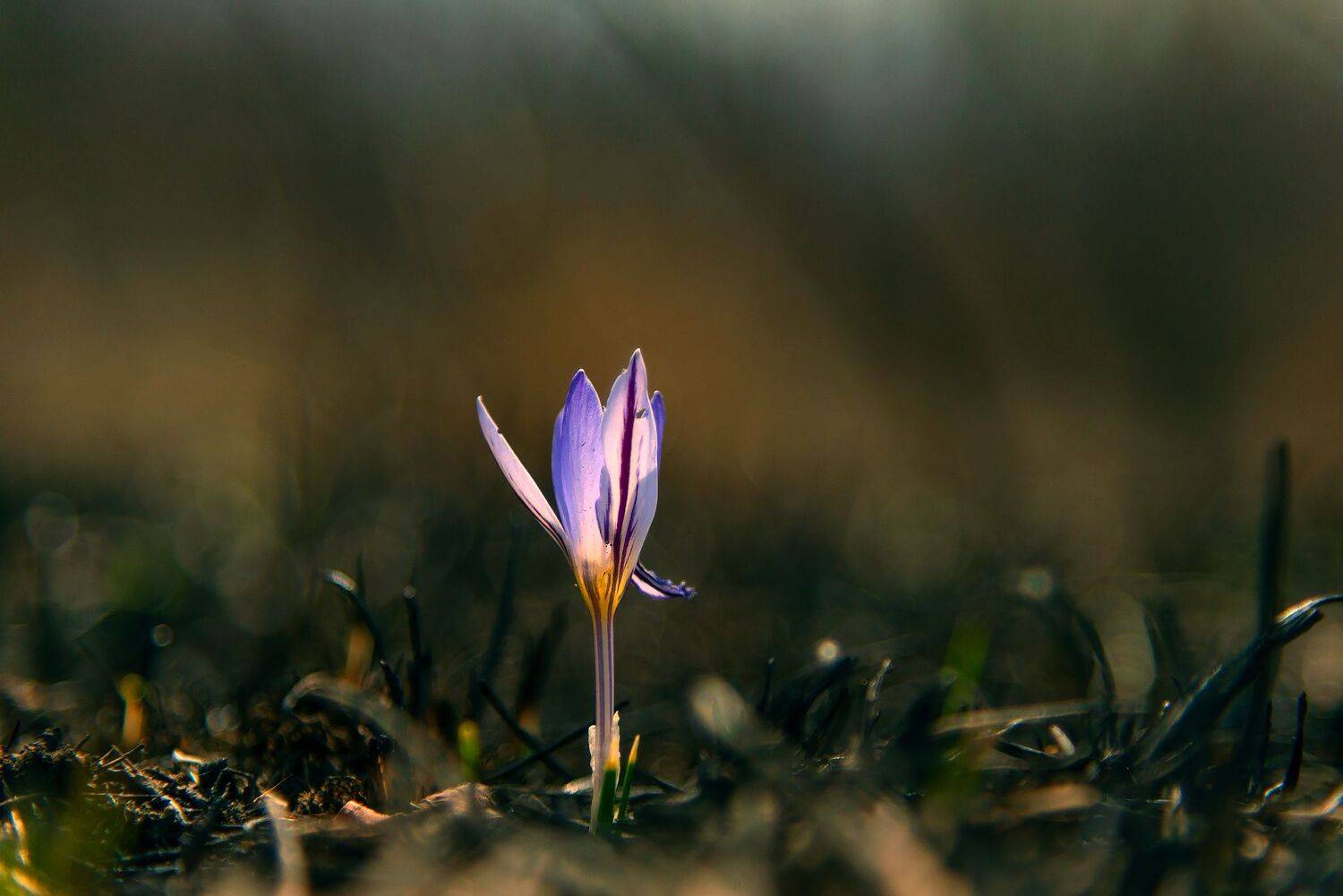 крокус,весна,лесной пожар,жизнь,макро, Елена Брежицкая