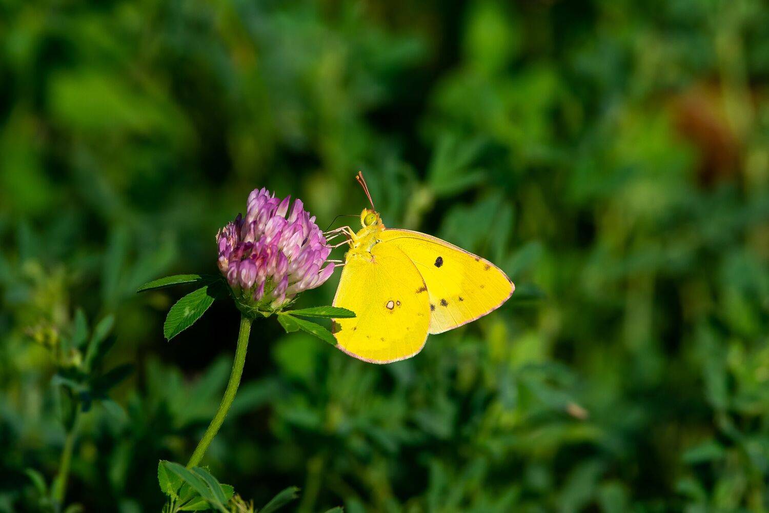 volgograd, russia, wildlife, Colias erate, , Сторчилов Павел