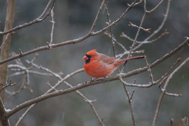 Cardinal фото превью