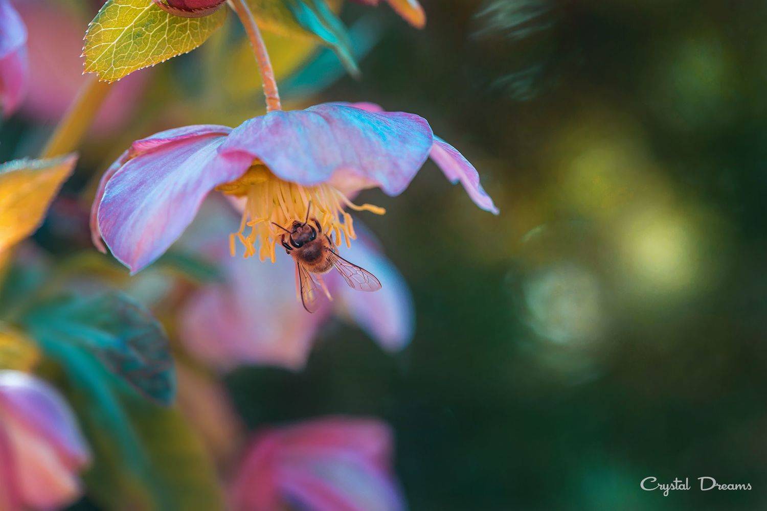 #art #macro #crystal_dreams #color #ditale, Татьяна Крылова