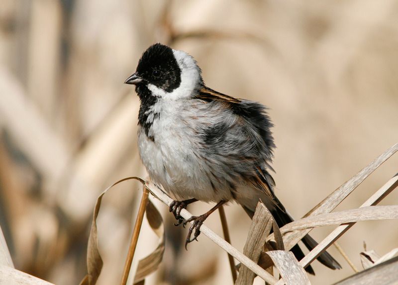 emberiza schoeniclus Камышовая овсянка фото превью