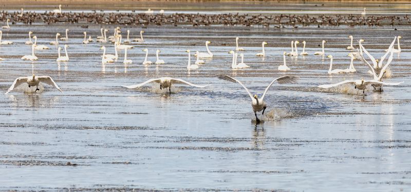птицы, лебеди, кликун, озёра, осень,  миграция, Посторонись!!!! фото превью