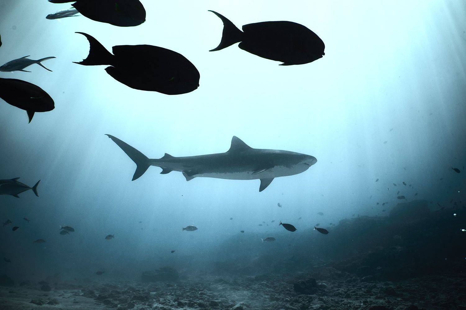 тигровая акула, акула, дайвинг, подводная фотосъемка, PAVEL PEREPECHAEV