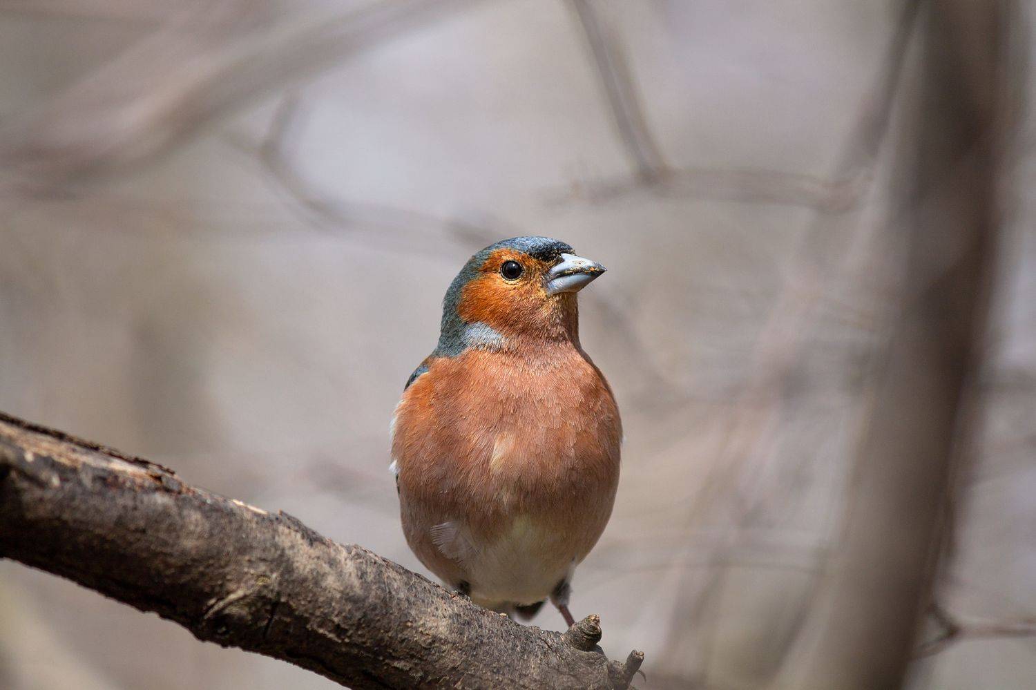 , Елисеев Александр