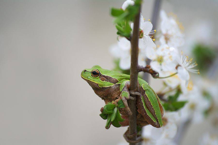 , Евгени Стефанов