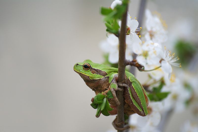 Весна фото превью