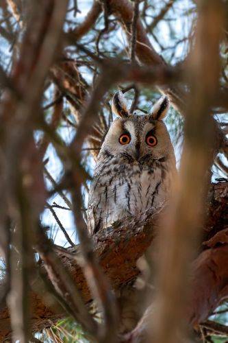 Взгляд из хвои