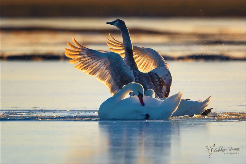 * * * фото превью