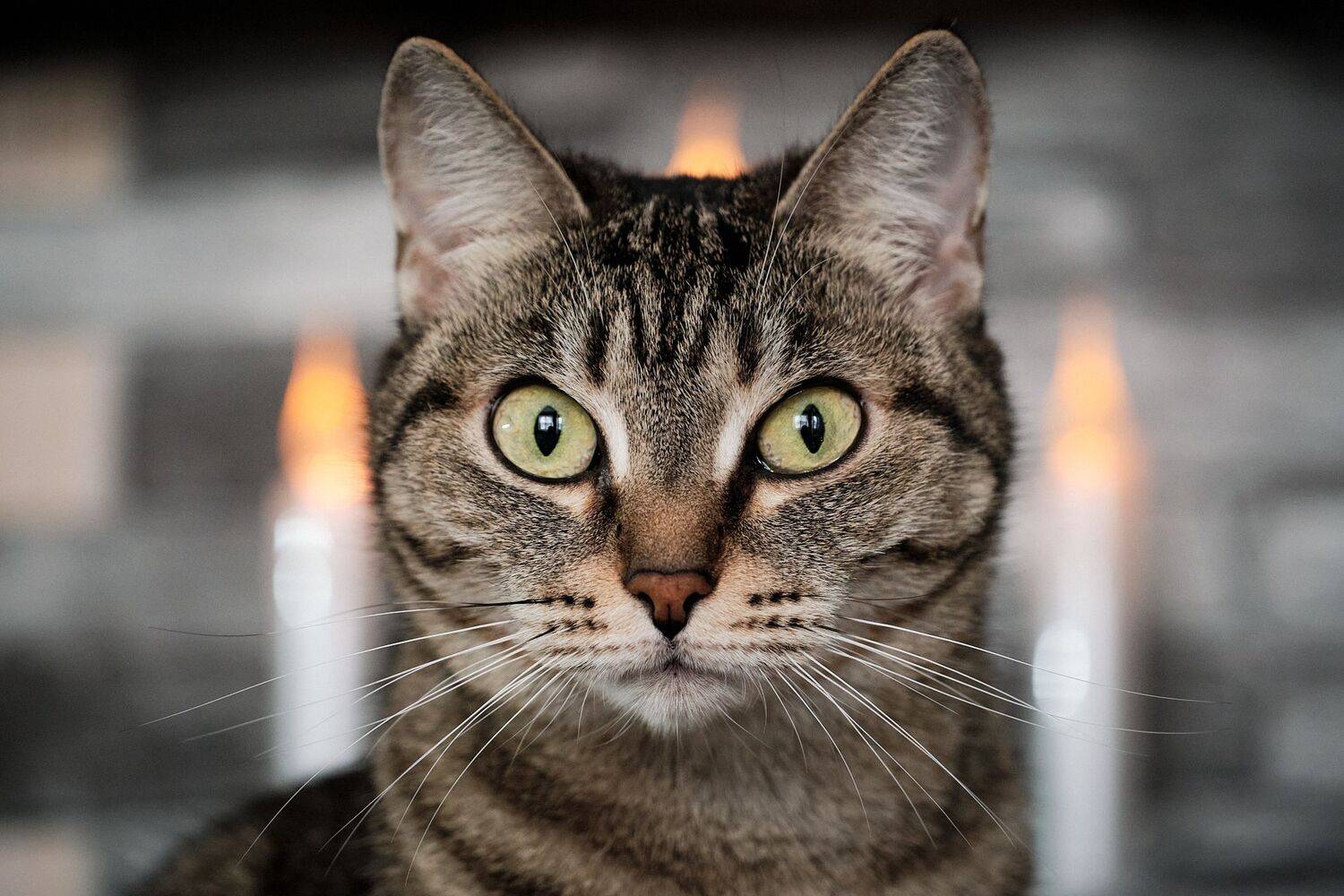 Кошки, Багурский Алексей