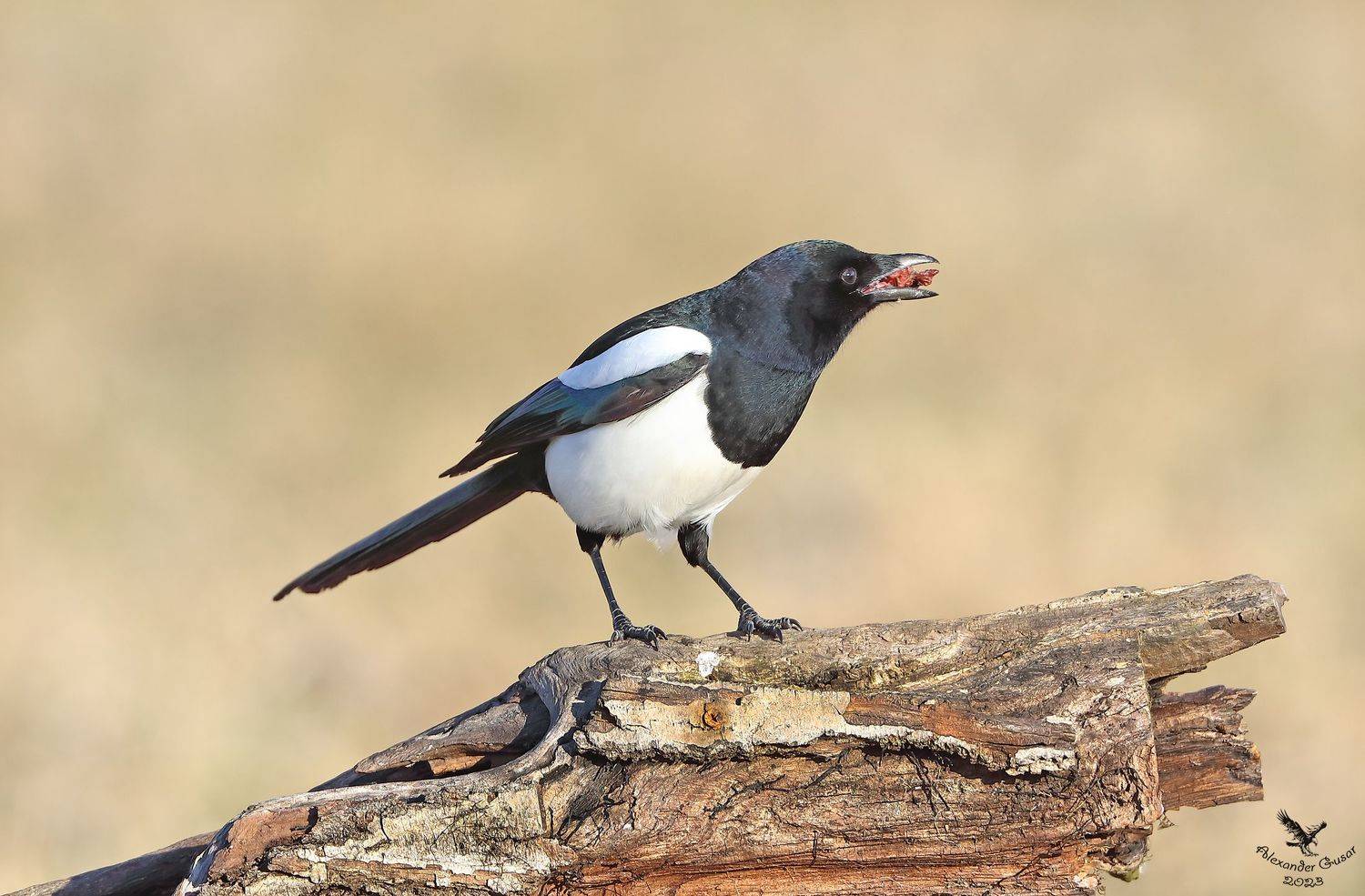 , Гусар Александр