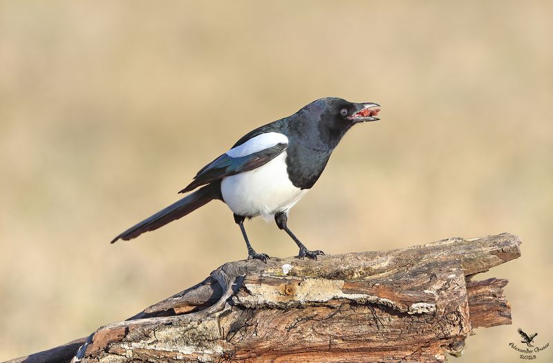 Жадность. фото превью