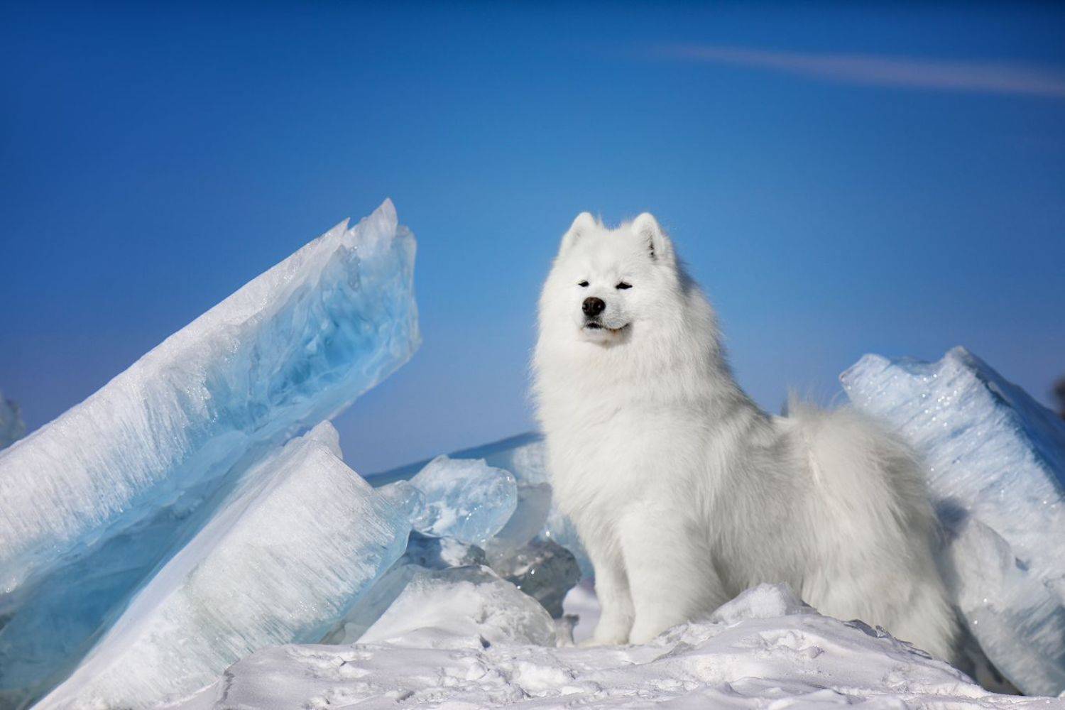 , Андрей Ершов