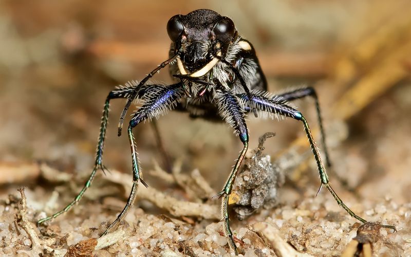 скакун лесной, cicindela sylvatica, скакуны, cicindelinae, жужелицы, carabidae, жук, портрет Последний взгляд муравья фото превью