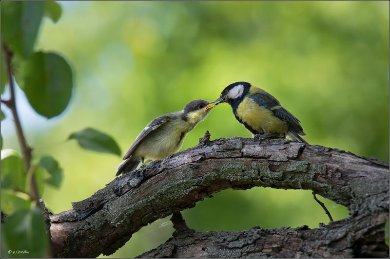 большие,синицы,папа,птенец,слёток,кормление Кормящий отец ) фото превью