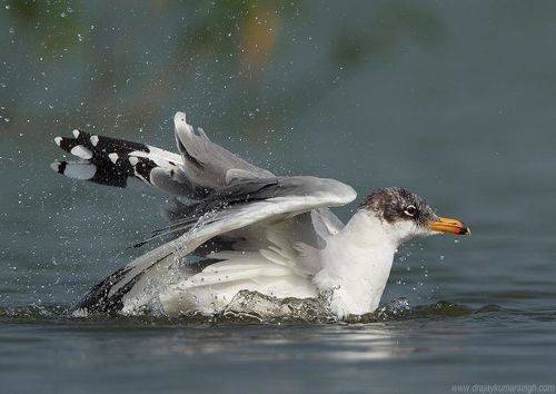 Pallas's gull 