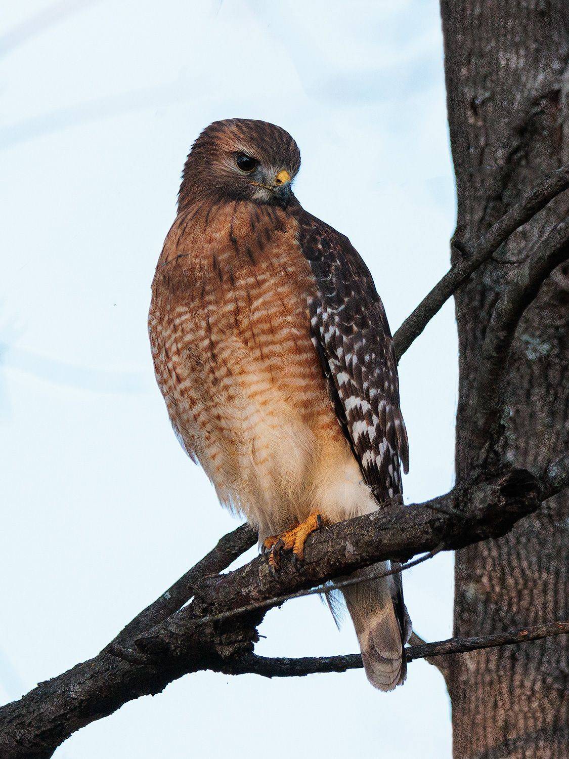 , Леонид Дьяченко
