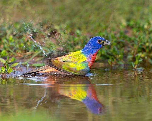 Painted bunting - Расписной овсянковый кардинал