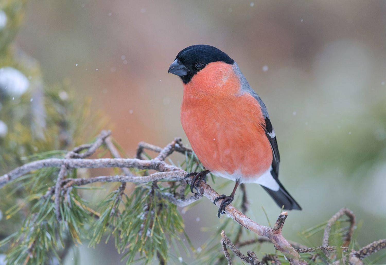 снегирь,самец,снег,бор,март, Иван