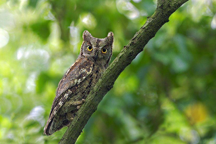 , Евгени Стефанов