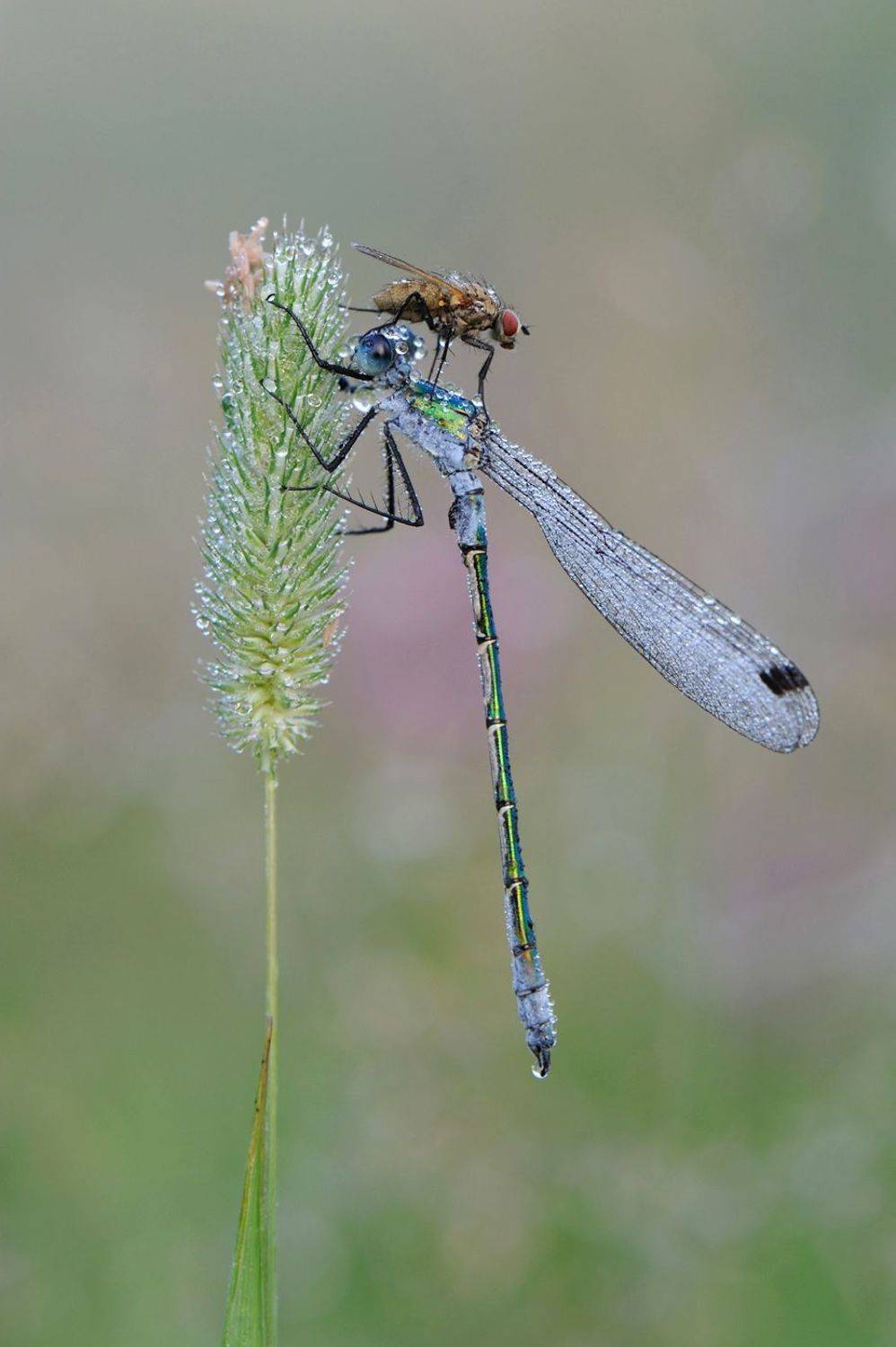 , Чистяков Андрей