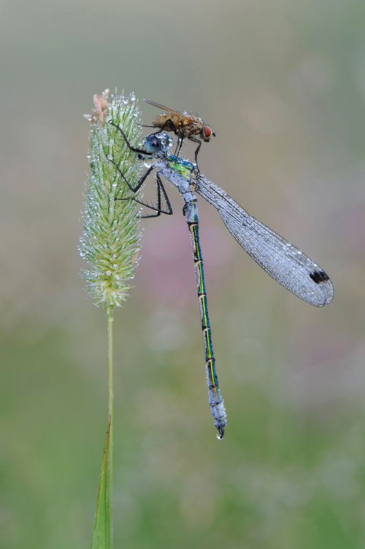 Головная боль. фото превью