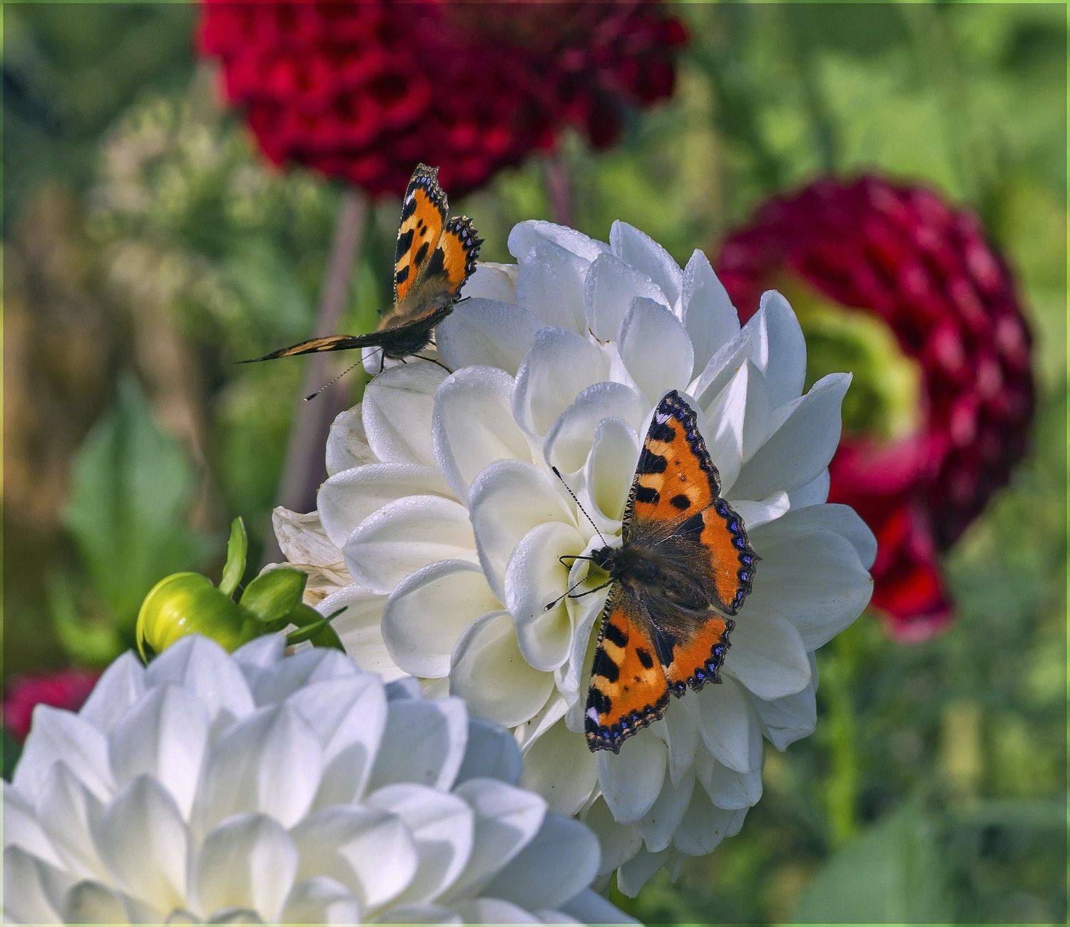 лето., Шитов Александр