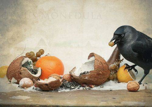 Зимний натюрморт с кокосами