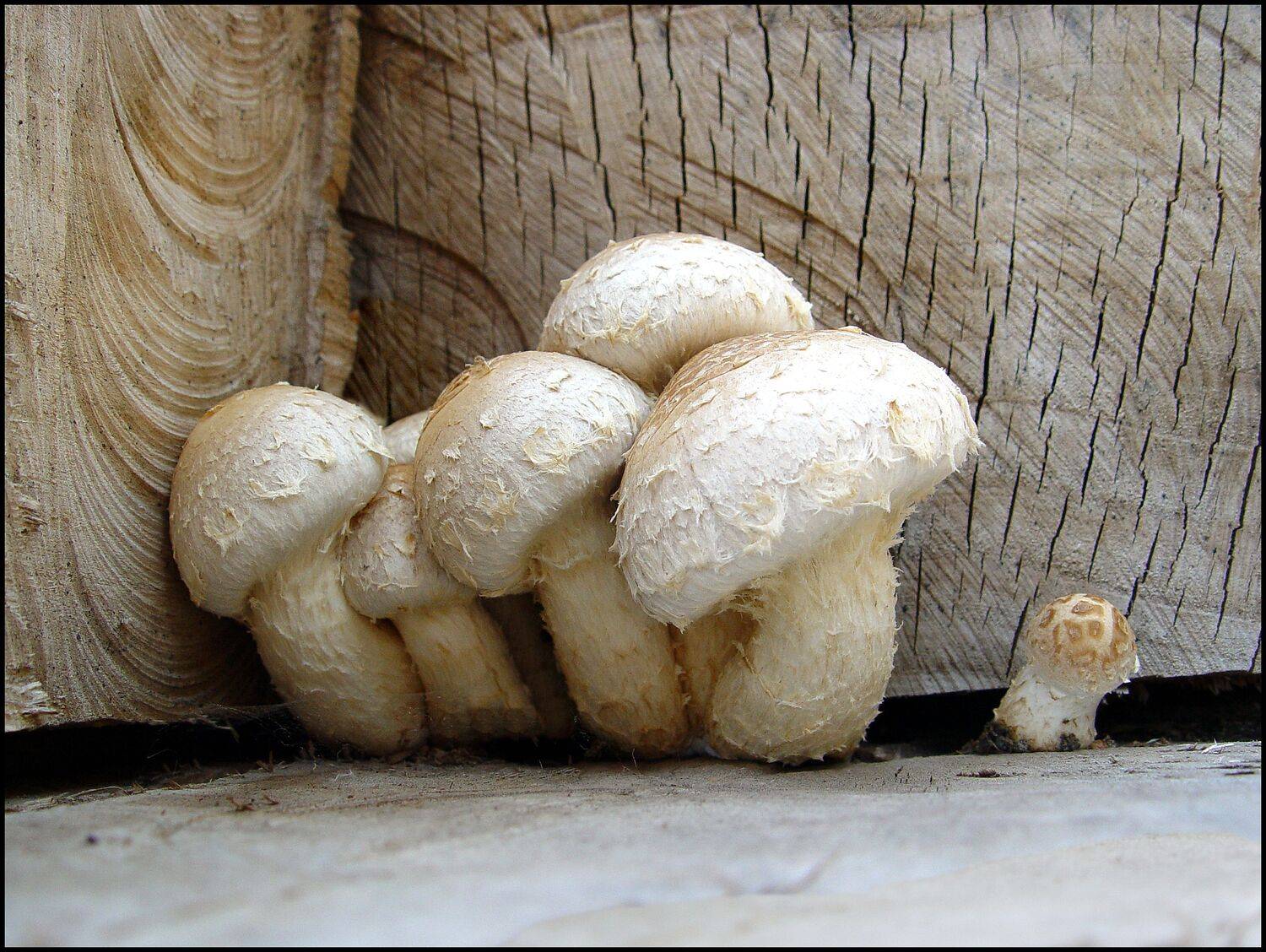 , Меднов Влад