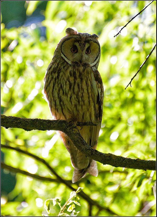 москва, парк, птица, ушастая сова, АНАТОЛИЙ ДОВЫДЕНКО
