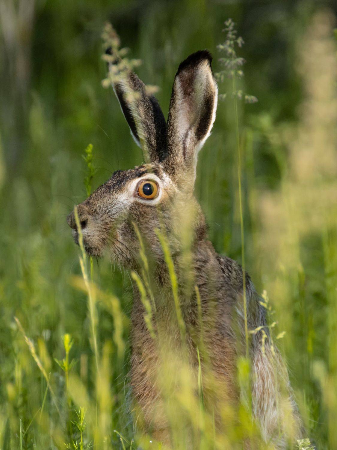 заяц, Глебов Сергей