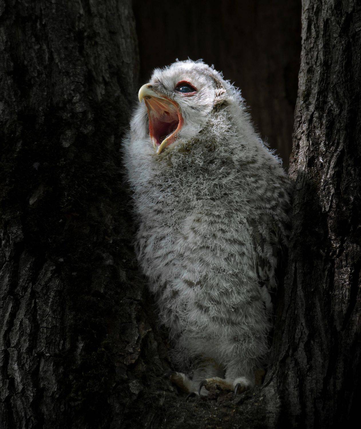 птицы России, птицы Москвы, фотоохота, наблюдение за птицами, птица, птицы, орнитология, nikon, birding, birdwatching, bird freak, Никон Александр