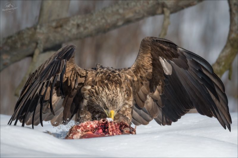 красный бор, фототур в красный бор, беларусь, орлан-белохвост, орлан, сероватень, haliaeetus albicilla, белохвостый орлан, white-tailed eagle, фотоохота Орлан-белохвост фото превью