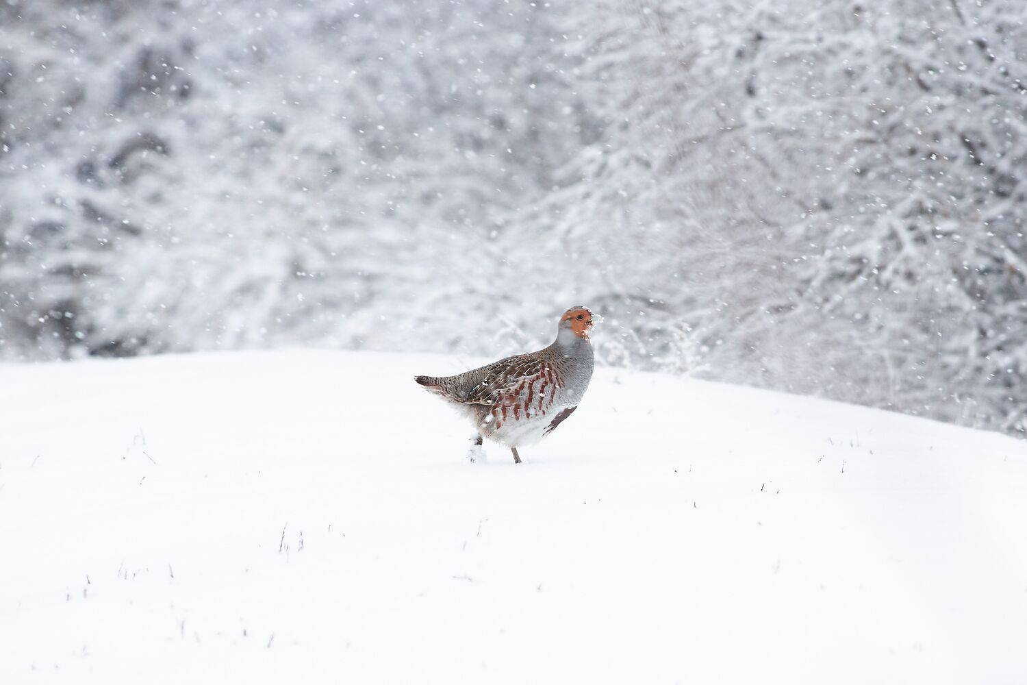 volgograd, russia, wildlife, perdix, perdix perdix, , Сторчилов Павел