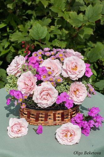 Садовые розы