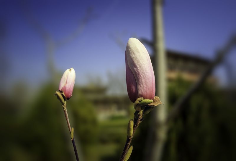 玉兰 玉兰 фото превью