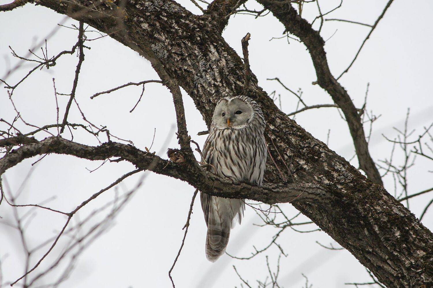 сова, КарОл