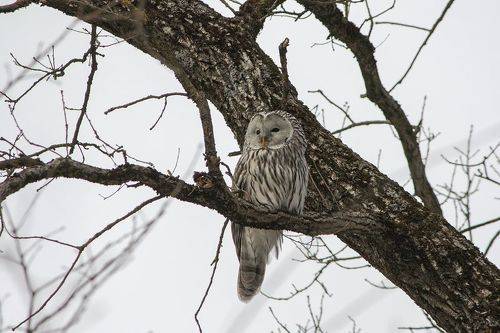 Длиннохвостая неясыть (Strix uralensis).