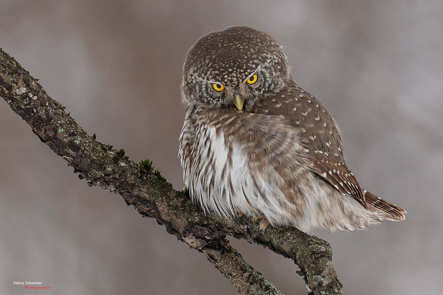 , Валерий Субачев