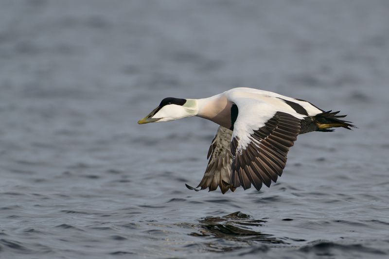 полет.  фото превью